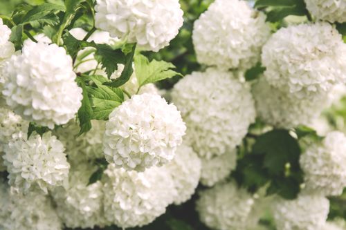 Free A vibrant display of white hydrangea blooms in a lush garden setting, showcasing nature's beauty. Stock Photo