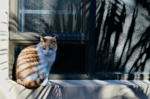 A Cat Near a Window