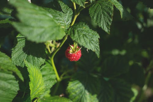 Ripe Strawberry Fruit