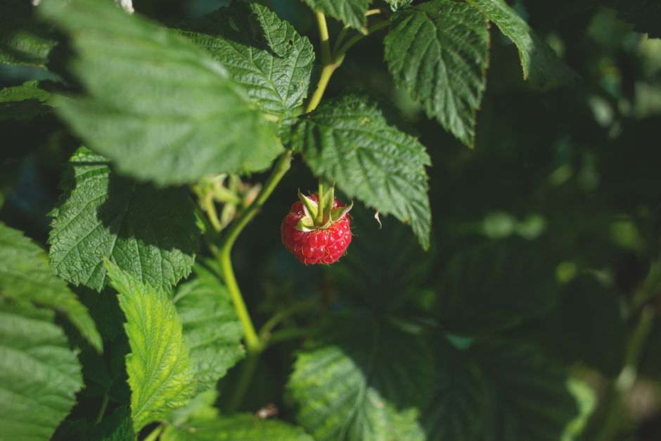 raspberry pi