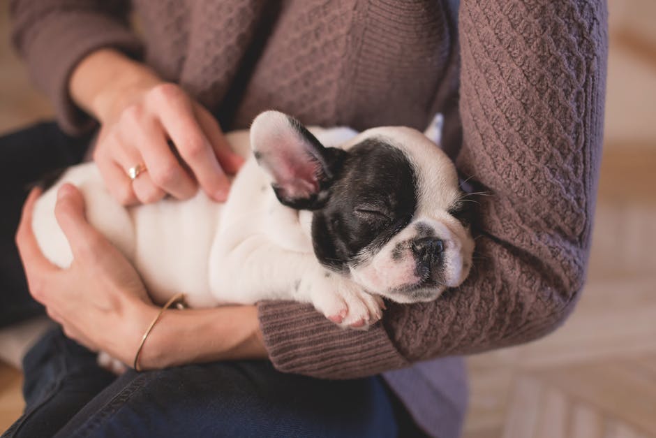 Person in Brown Cable Knife Sweater Holding White and Black Puppy