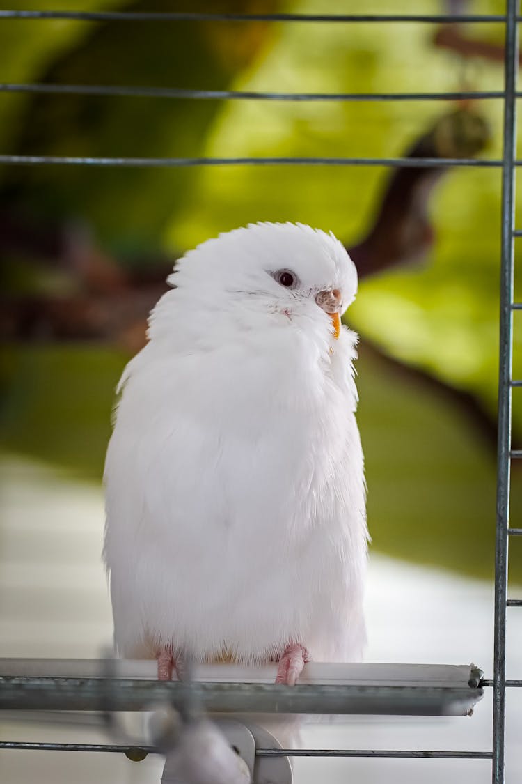 A Close-Up Shot Of A White Parakeet