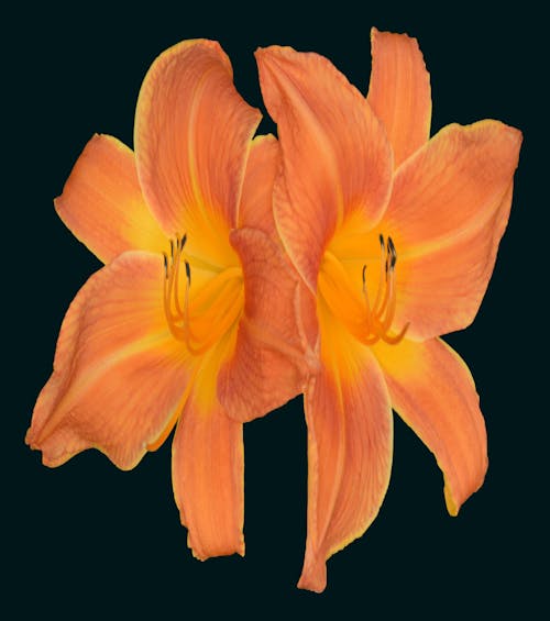 Day Lillies