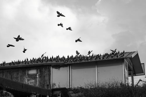 Foto d'estoc gratuïta de bandada, blanc i negre, casa