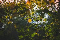 秋叶在阴凉的森林中，以阳光明媚的姿态营造出宁静自然的背景