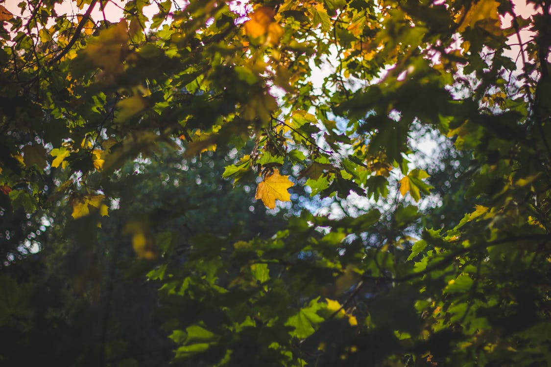 Kostnadsfria Kostnadsfri bild av grenar, löv, natur Stock foto