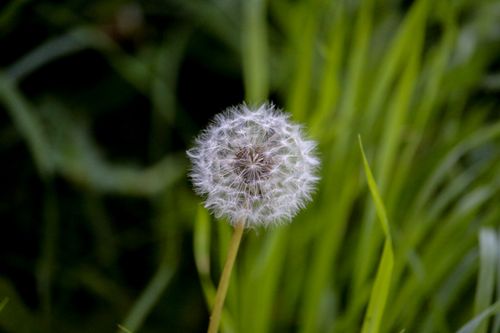 Free A close-up photograph of a dandelion seed head, showcasing its intricate details. Stock Photo