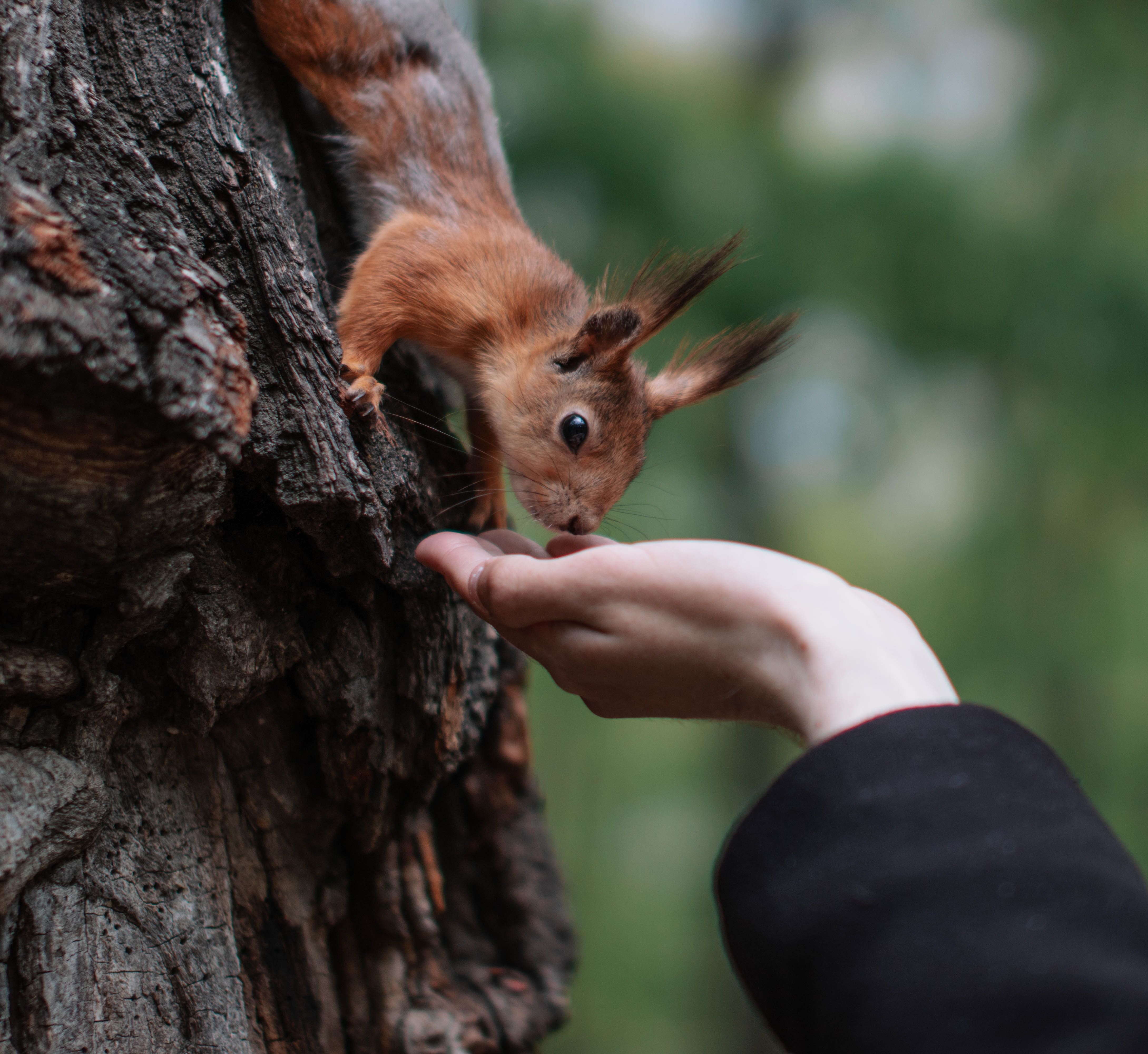 A close interaction between a red squirrel and a human hand, showcasing wildlife trust.