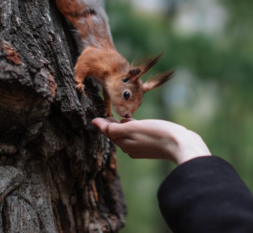 Gratis stockfoto met beest, detailopname, dierenfotografie