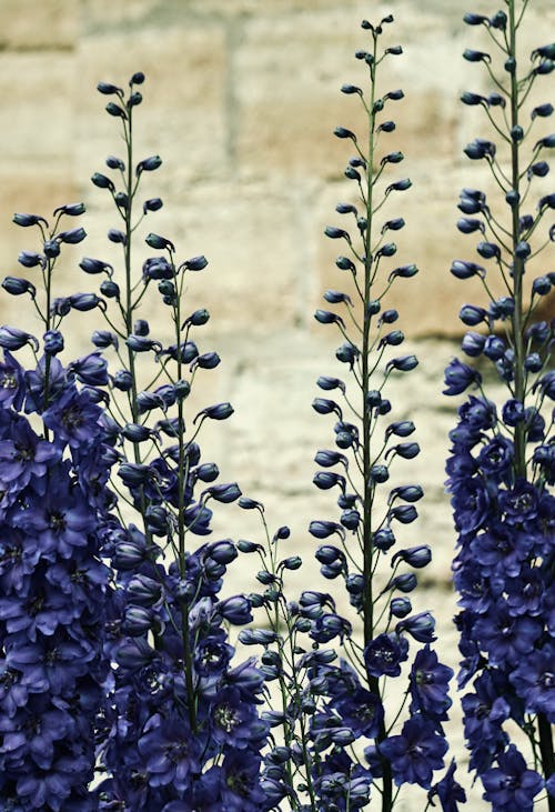 垂直拍摄, 特写, 紫色的花朵 的 免费素材图片