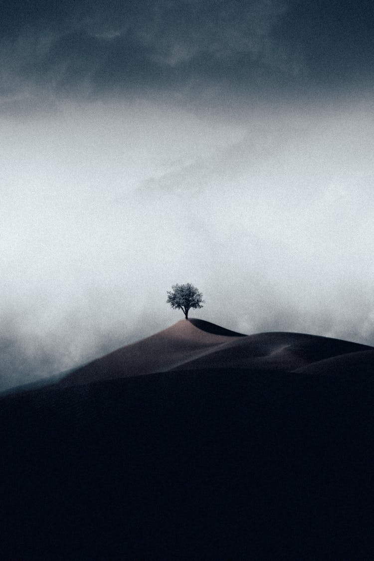 Single Tree On Mountain