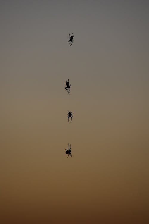 Darmowe zdjęcie z galerii z bezkręgowiec, pająki, pajęczak