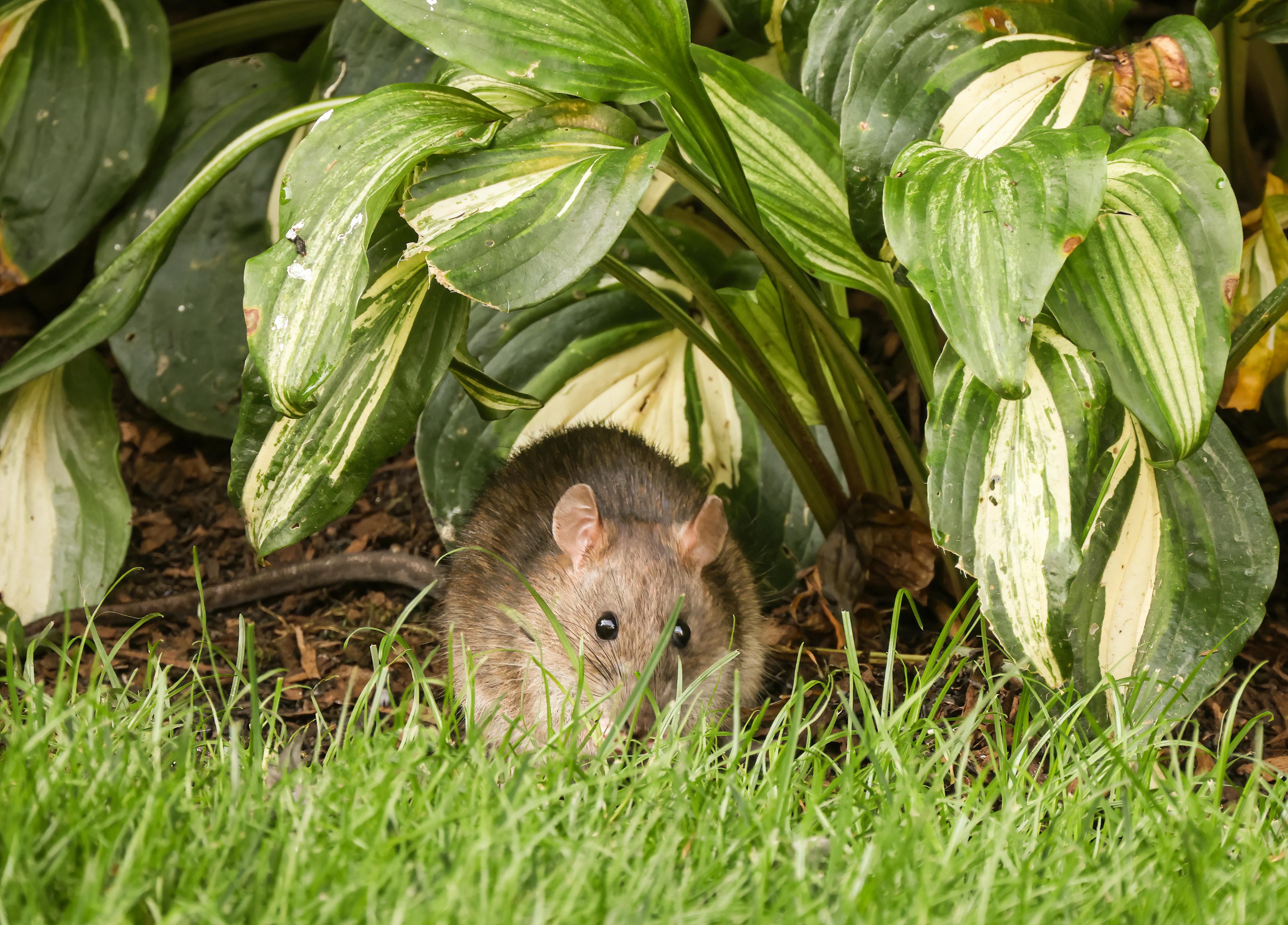 rat in the garden - rat infestation in garden