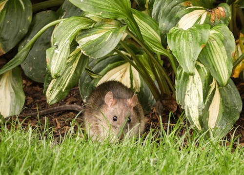 Bezpłatne Darmowe zdjęcie z galerii z gryzoń, mysz, szczur Zdjęcie z galerii