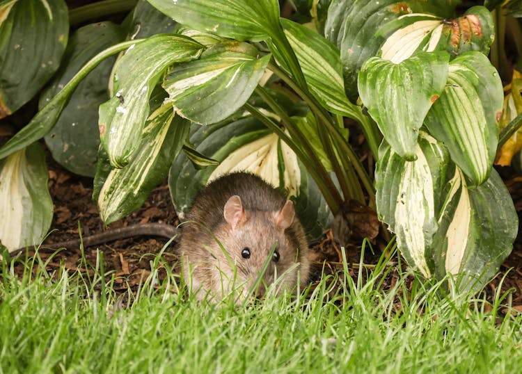 A Rat On Green Grass