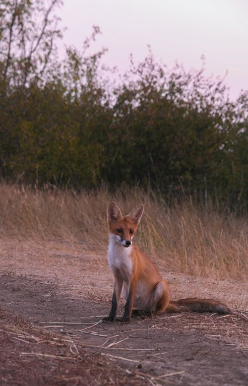 Fox on a Field 