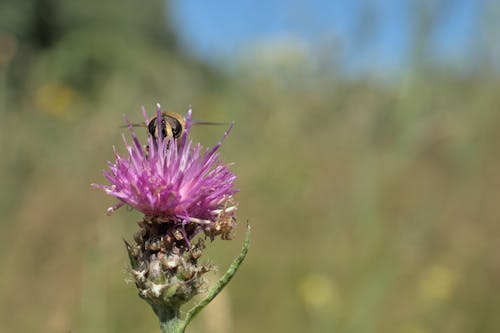 Free Spotted knapweed with hidden bee Stock Photo