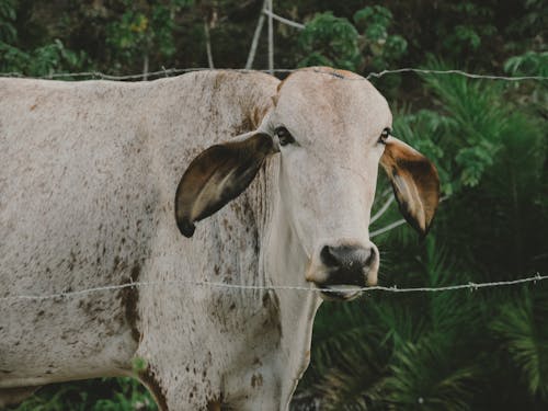 Δωρεάν στοκ φωτογραφιών με αγελάδα, γκρο πλαν, ζώο