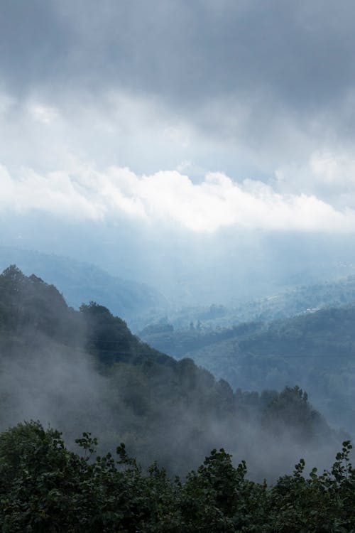 A Green Trees on Mountains Under the White Clouds