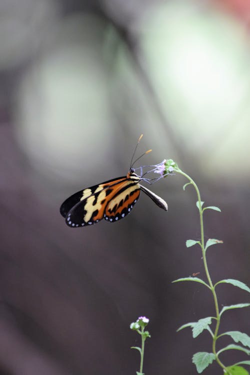 Immagine gratuita di animale, avvicinamento, farfalla