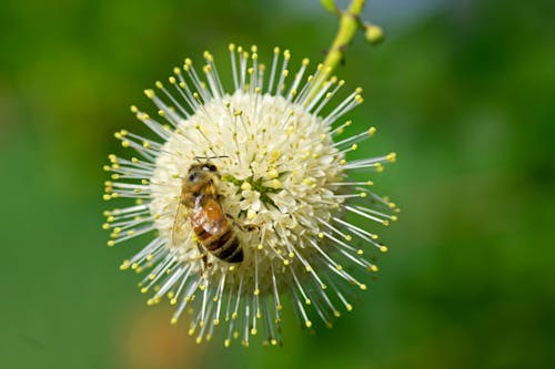 buttonbush, 授粉, 昆蟲 的 免费素材图片