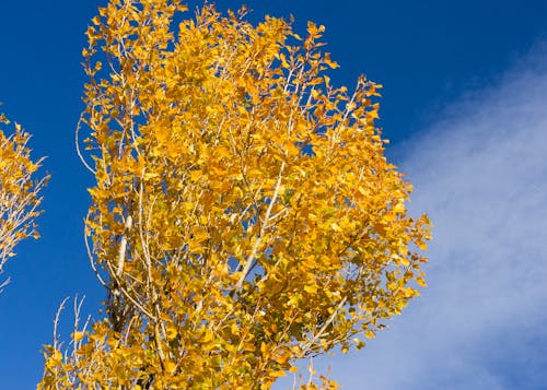 Free stock photo of beautiful, blue sky, trees Stock Photo