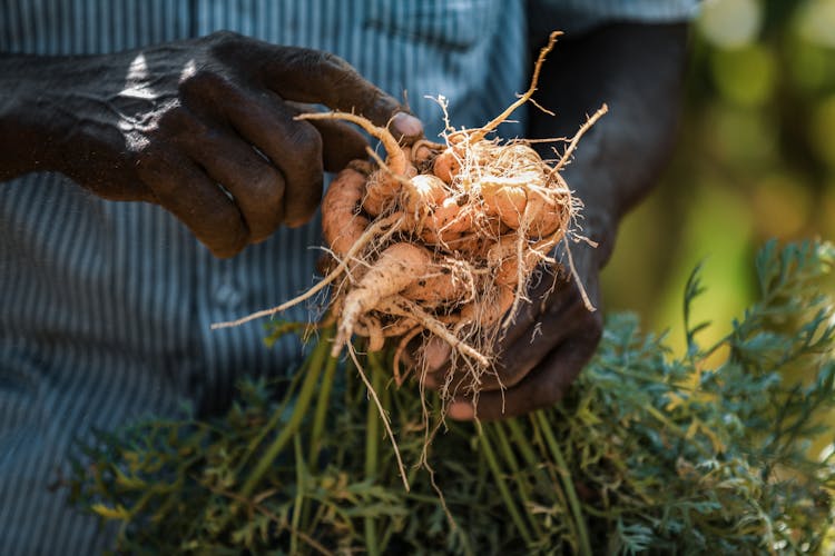 Person Holding Brown Root Crops