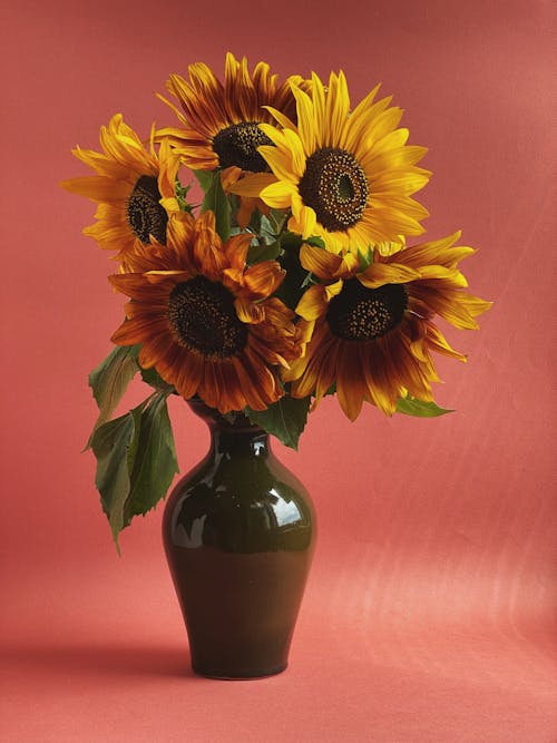 A Yellow Sunflowers in Full Bloom