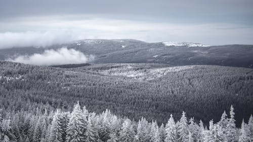 Бесплатное стоковое фото с гора, заснеженные деревья, зима