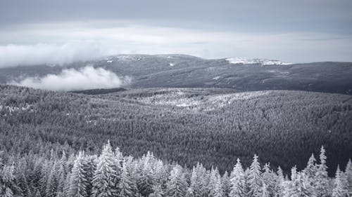 Grayscale Photo of Snow Covered Trees