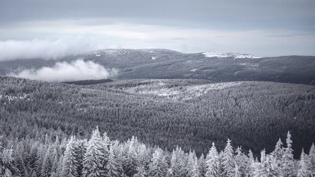 Snow-covered trees and mountains in Lower Silesia, Poland, capturing a serene winter landscape.