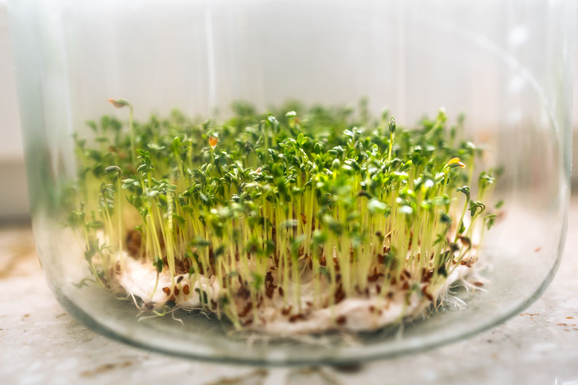 close up microgreen seeds sprouting in growing medium detail