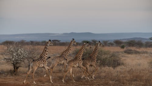 Základová fotografie zdarma na téma fotografie divoké přírody, fotografování zvířat, safari