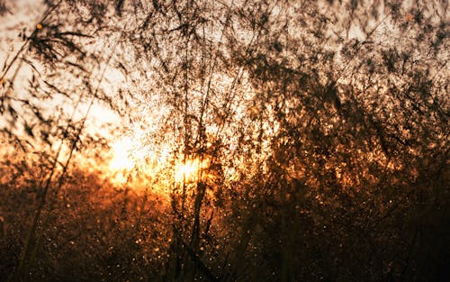 Tall Grass Weeds Sight at Daybreak