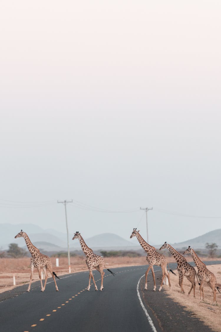 Herd Of Giraffes Crossing Asphalt Road