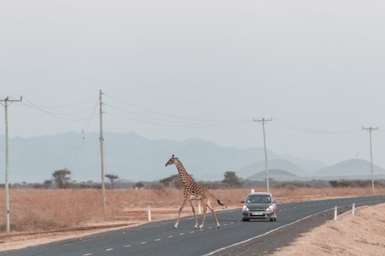 Giraffe Running In Front Of Car