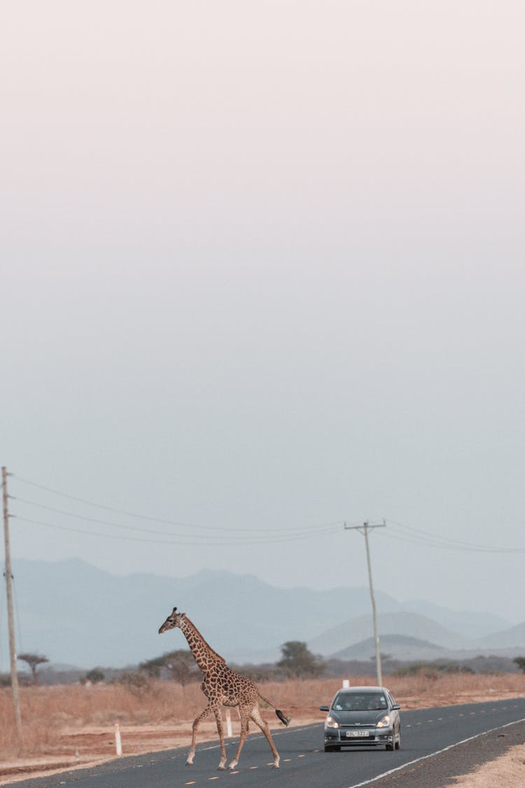 Giraffe Crossing Asphalt Road Before Approaching Car