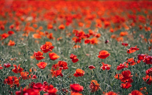 Shallow Focus of Heacam Poppy Field
