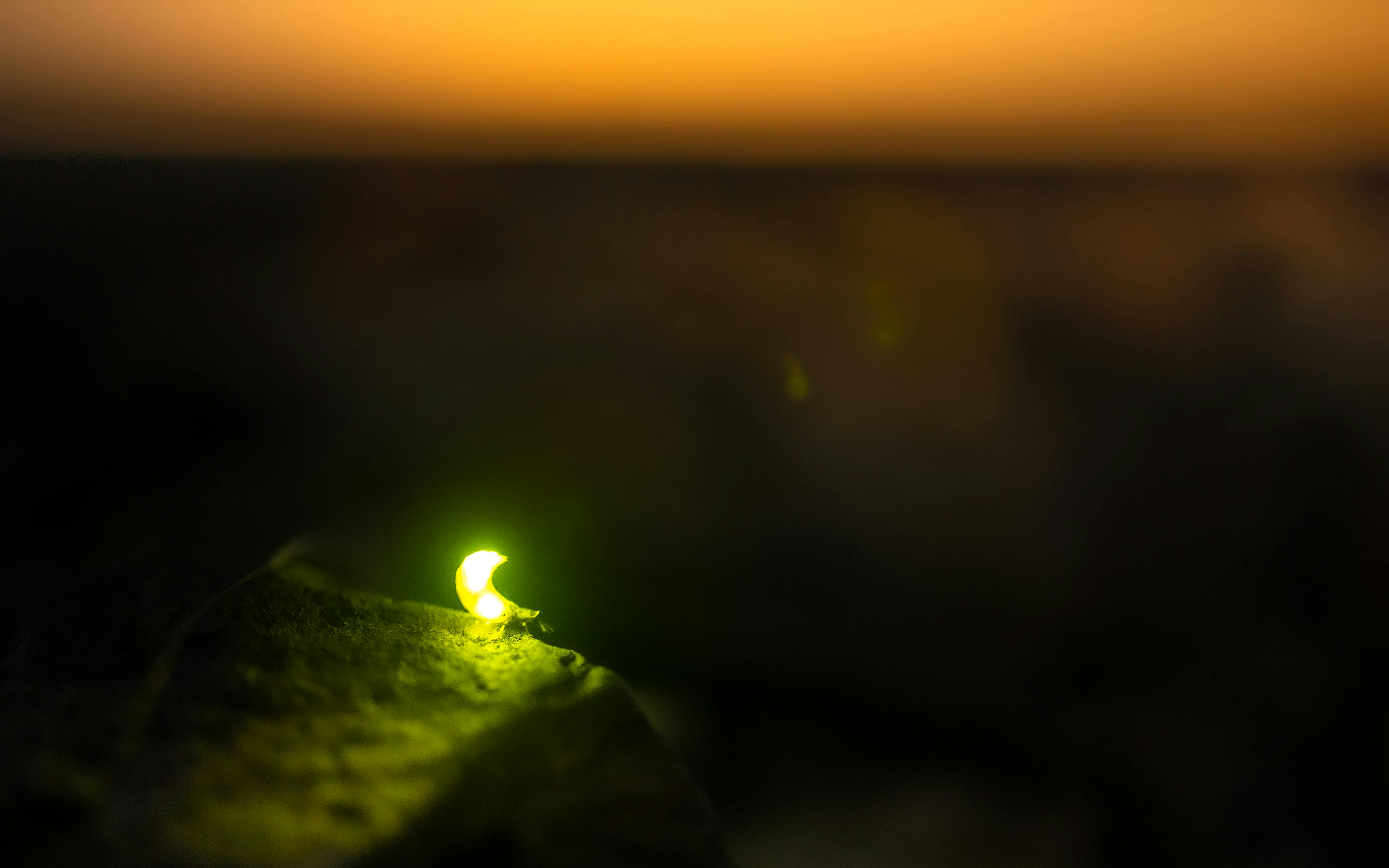This desktop wallpaper showcases a macro shot of a firefly in flight