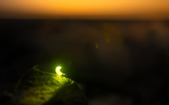 A mesmerizing close-up of a glowing firefly against a vibrant sunset background.