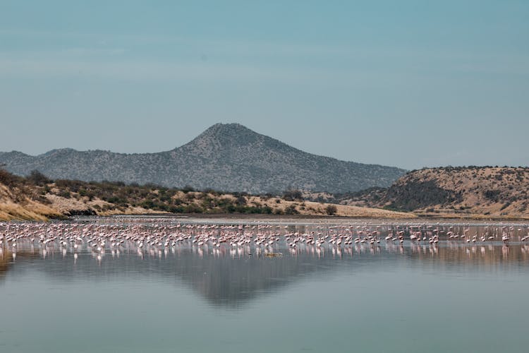 Flock Of Pink Birds Wading In Shallow Lake
