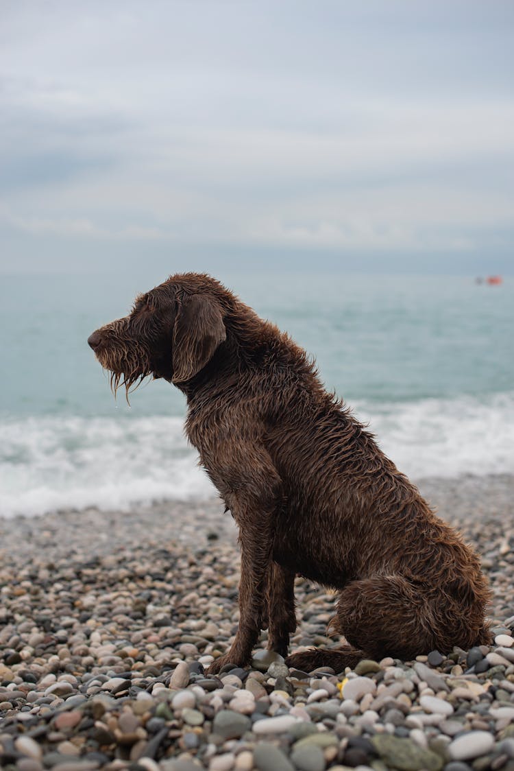 A Wet Dog At The Beach 