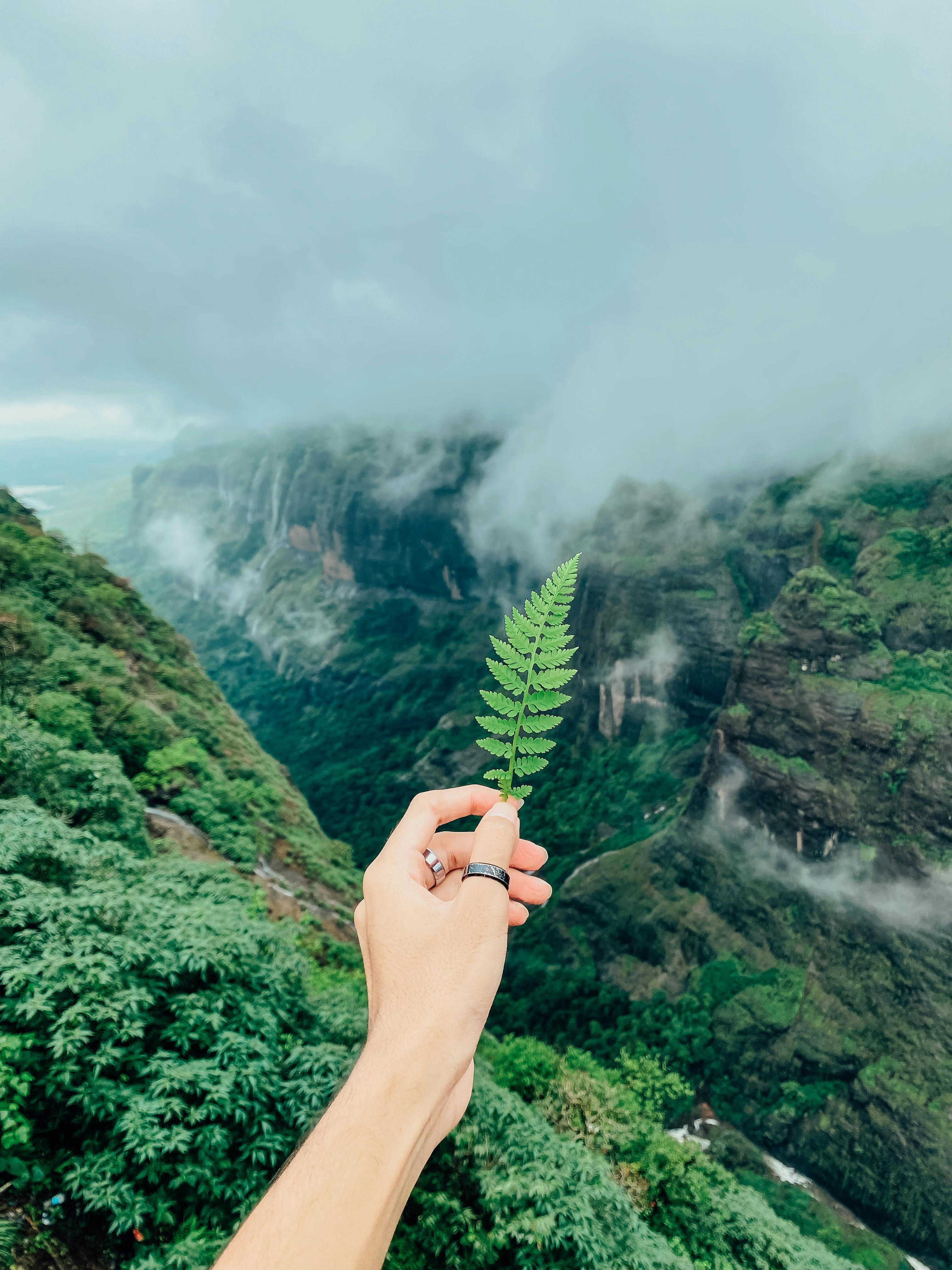 A serene view of a hand holding a fern leaf against a foggy mountain backdrop in Patnus, India.