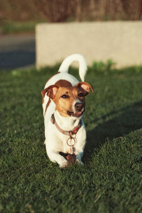 Free Charming Jack Russell Terrier enjoying a sunny day on lush grass, showcasing playful energy. Stock Photo
