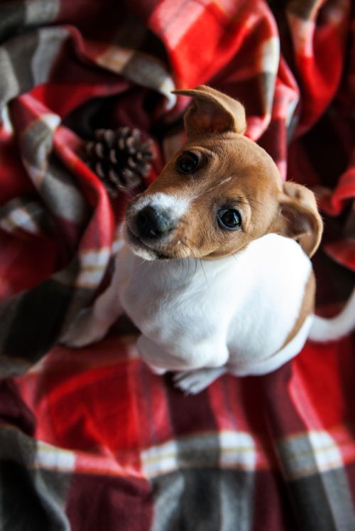 Free Cute Jack Russell Terrier puppy sitting on a plaid blanket indoors, looking upward. Stock Photo