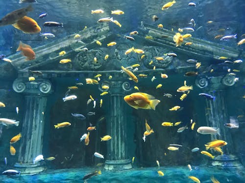 Free stock photo of aqua, aquarium, aquarium fish