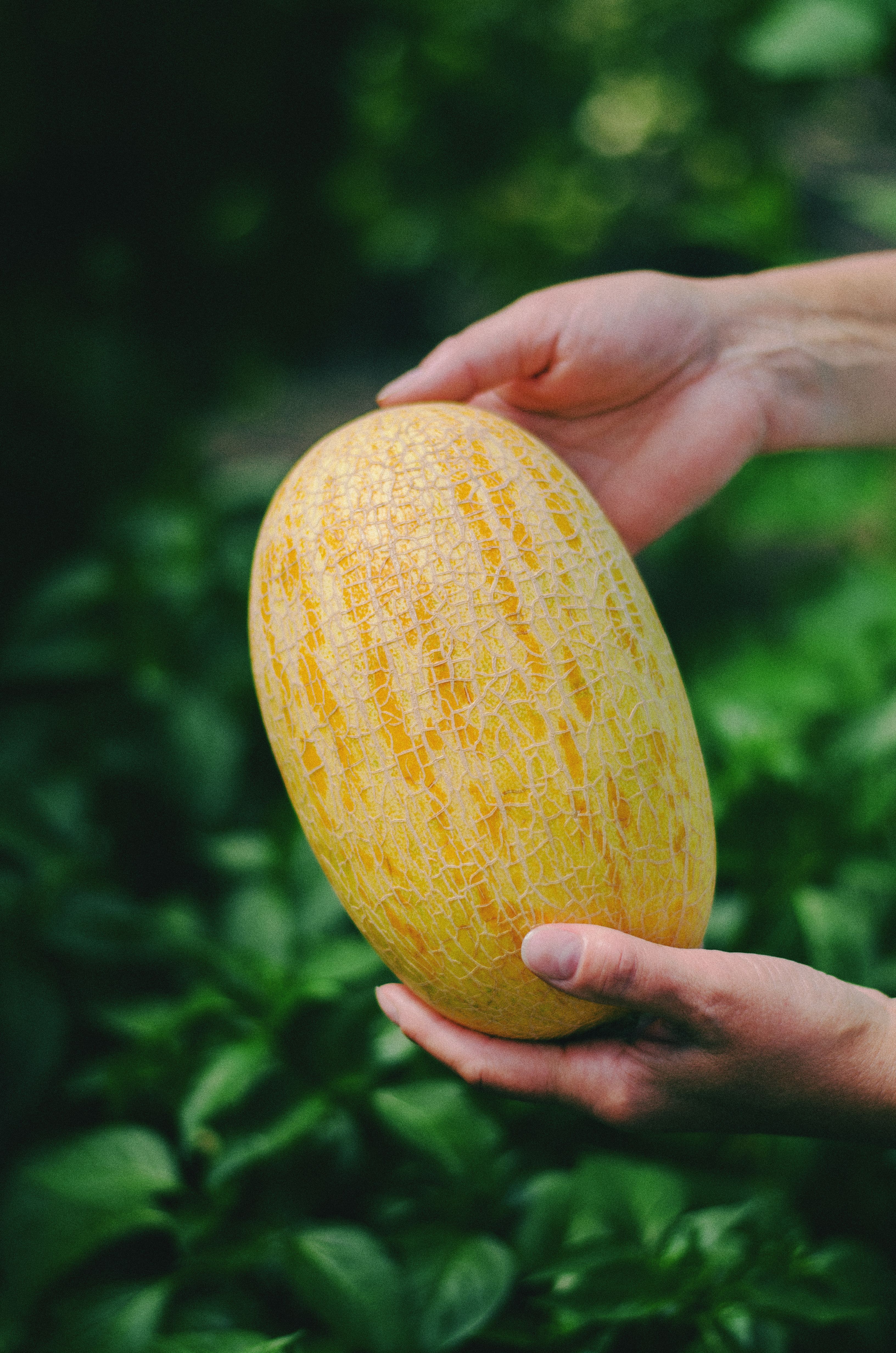 Close Up Photo of a Melon · Free Stock Photo