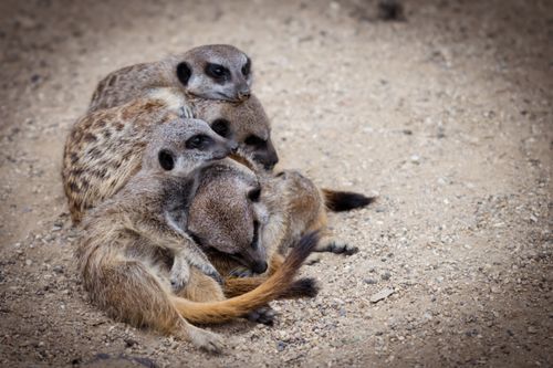 Free A group of meerkats cuddling together on sandy ground, showcasing warmth and companionship. Stock Photo