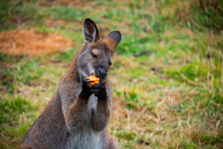 Photo Of A Kangaroo While Eating 