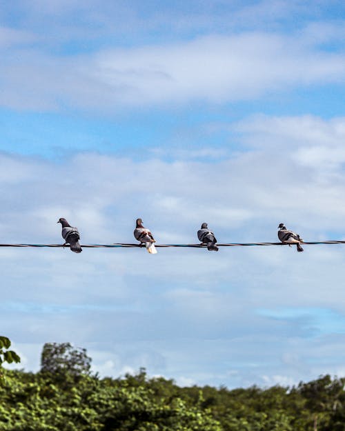 Pigeons Perching on Wire